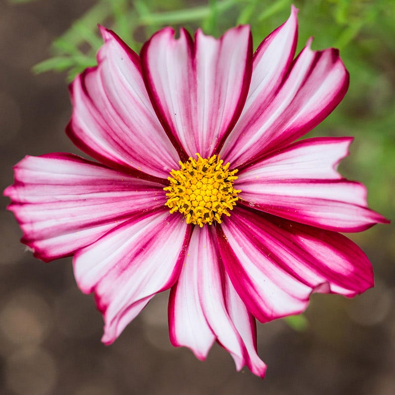 Velouette Cosmos | Striking Crimson & White Blooms