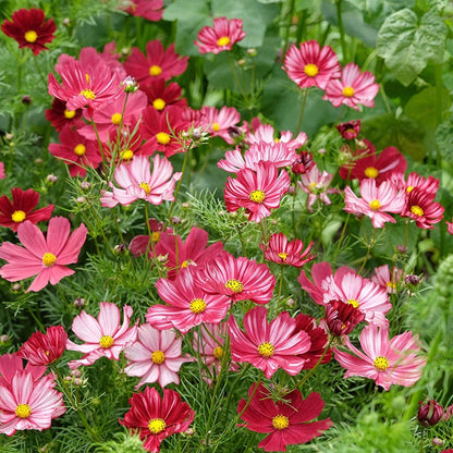 Velouette Cosmos Seeds