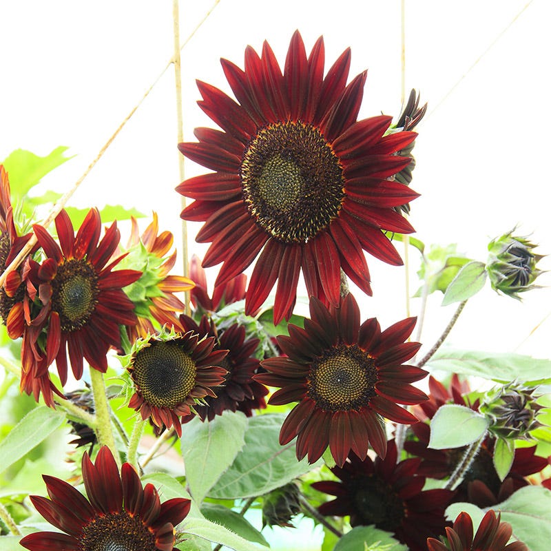 Velvet Queen Sunflower Seeds