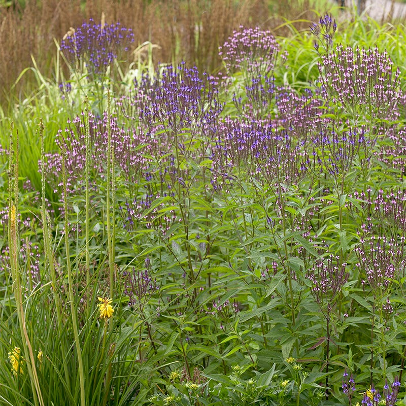 blue verbena plant Blue Vervain | Purple | Plant
