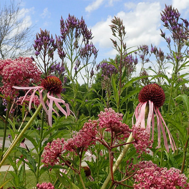 Pale Purple Coneflower