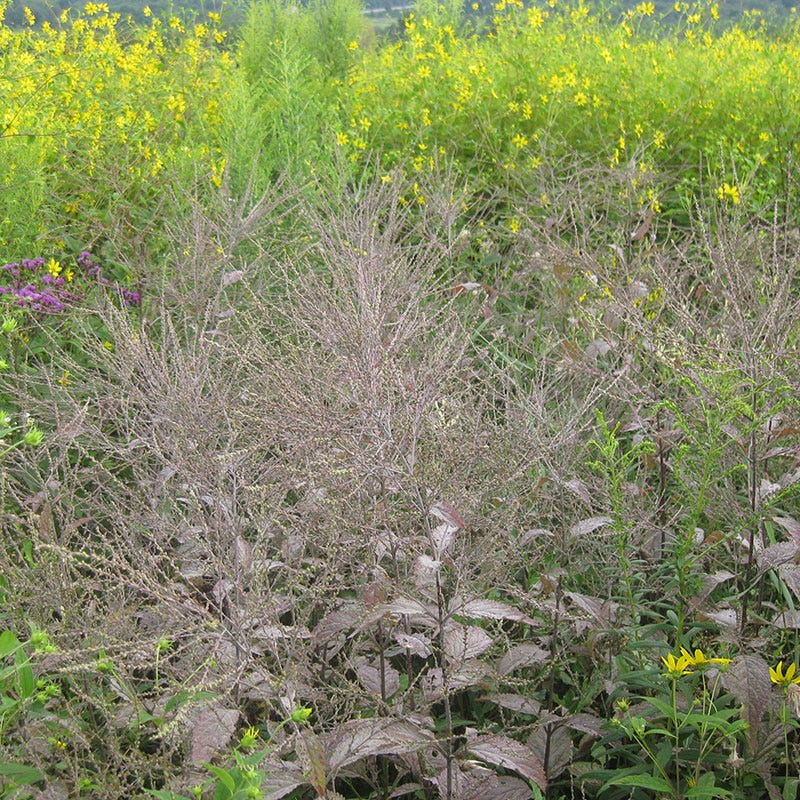 Vervain Seeds | White