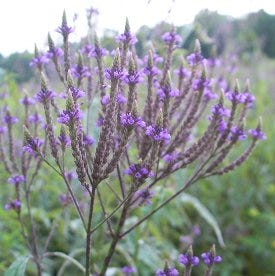 vervain plant seeds Blue Vervain Seeds | Purple