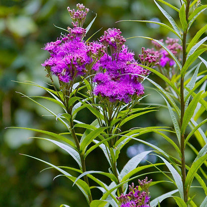 Common Ironweed