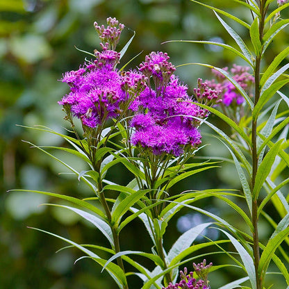 Bird Watcher Plant Collection