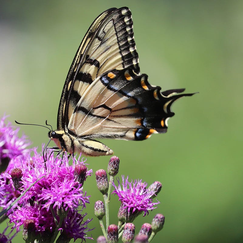 Common Ironweed