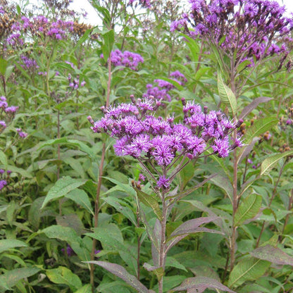 Giant Ironweed Seeds