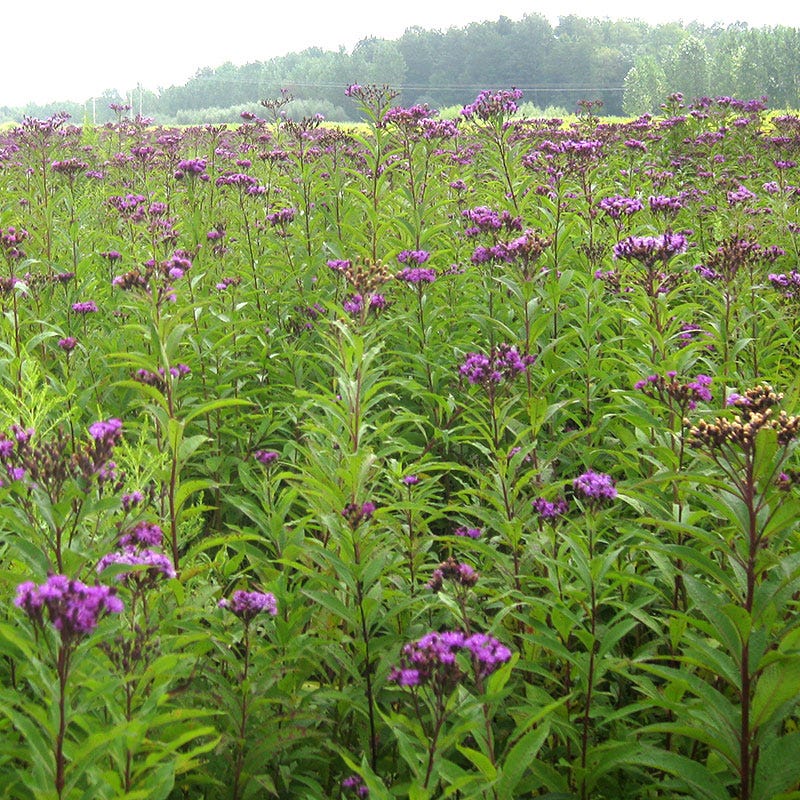 tall ironweed vernonia altissima Giant Ironweed Seeds | Purple