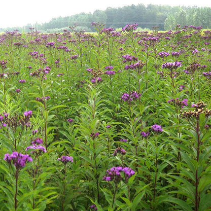 Giant Ironweed Seeds
