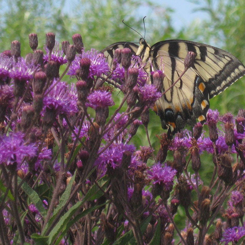 Giant Ironweed Seeds