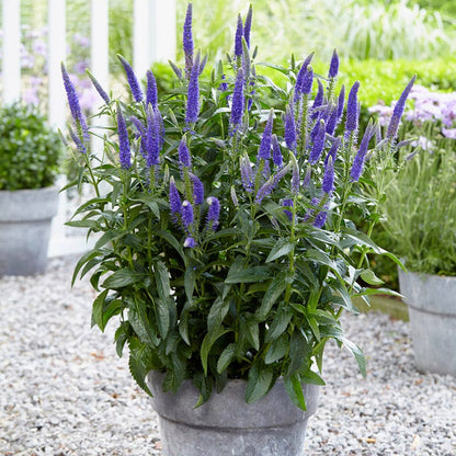 First Glory Veronica