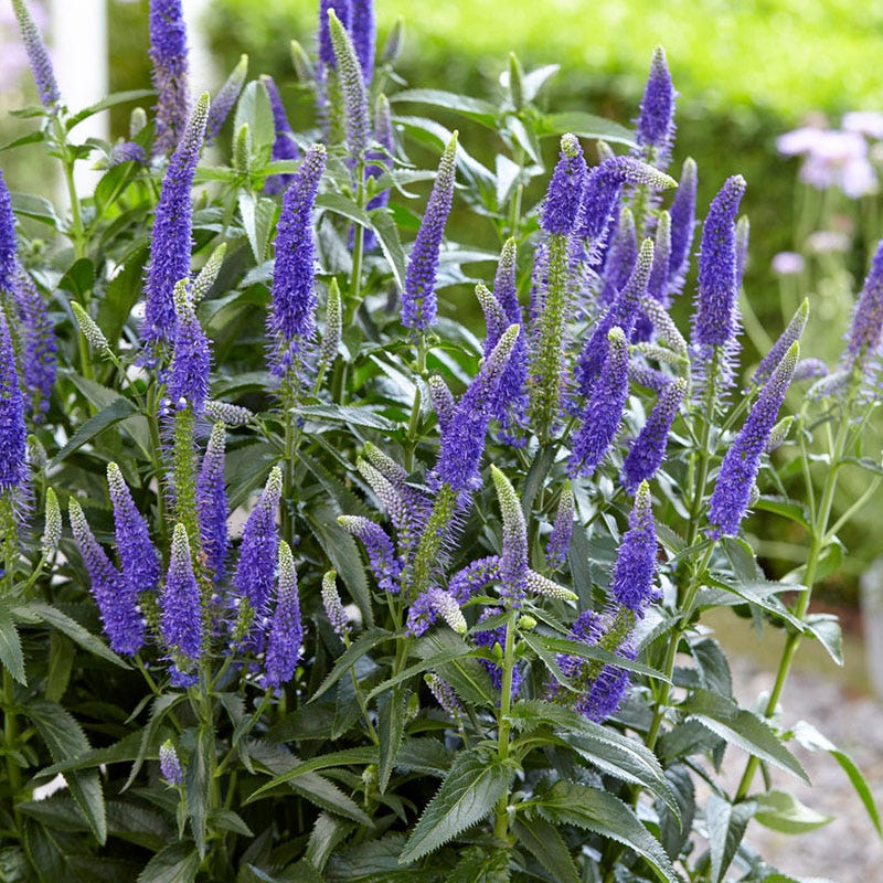 First Glory Veronica | Purple | Plant - 3" Pot by American Meadows