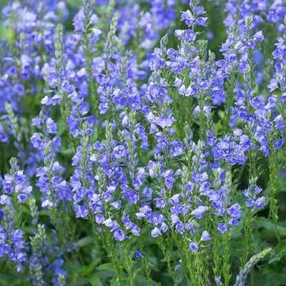 Creeping Veronica