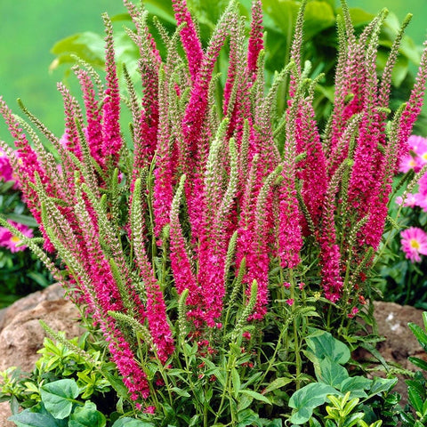 Red Fox Veronica | Pink | Plant - 3" Pot by American Meadows