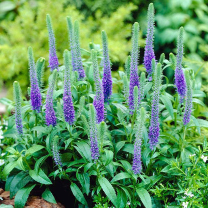 Royal Candles Veronica