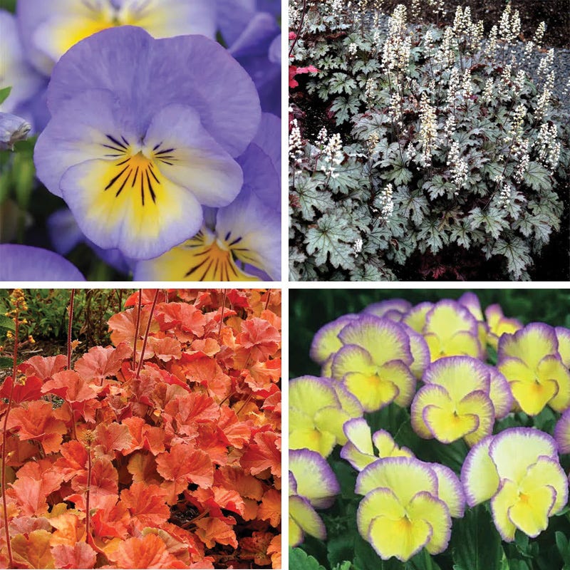 Vibrant Shade Low Grow Plant Collection - Thumbnail 2