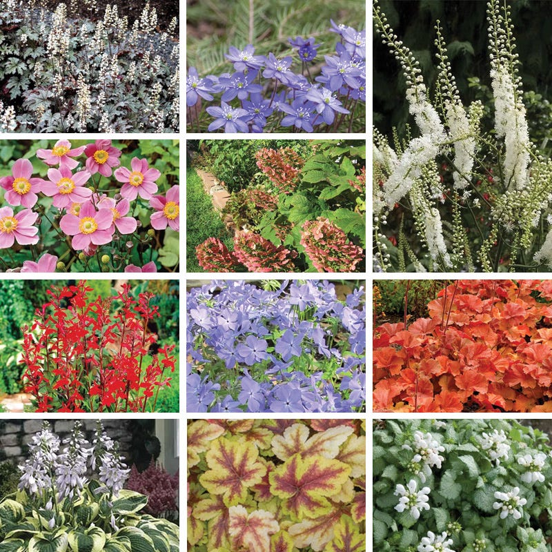 Vibrant Shade Pre-Planned Garden - Large