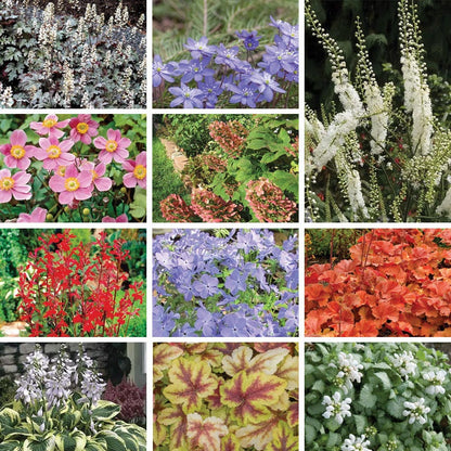 Vibrant Shade Pre-Planned Garden - Large