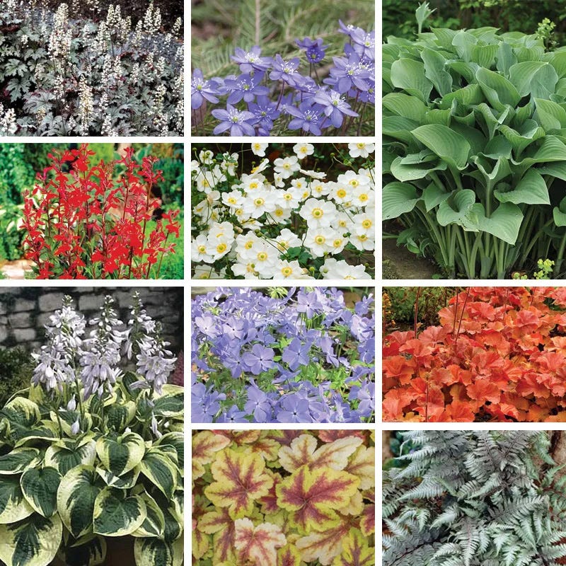 Vibrant Shade Pre-Planned Garden - Small