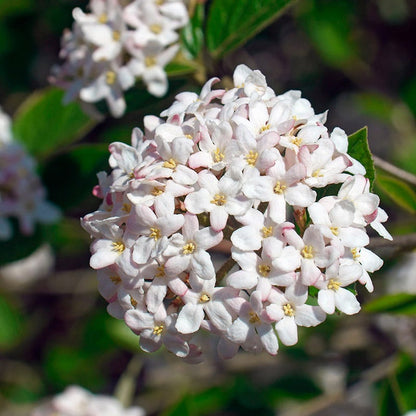 Mohawk Viburnum