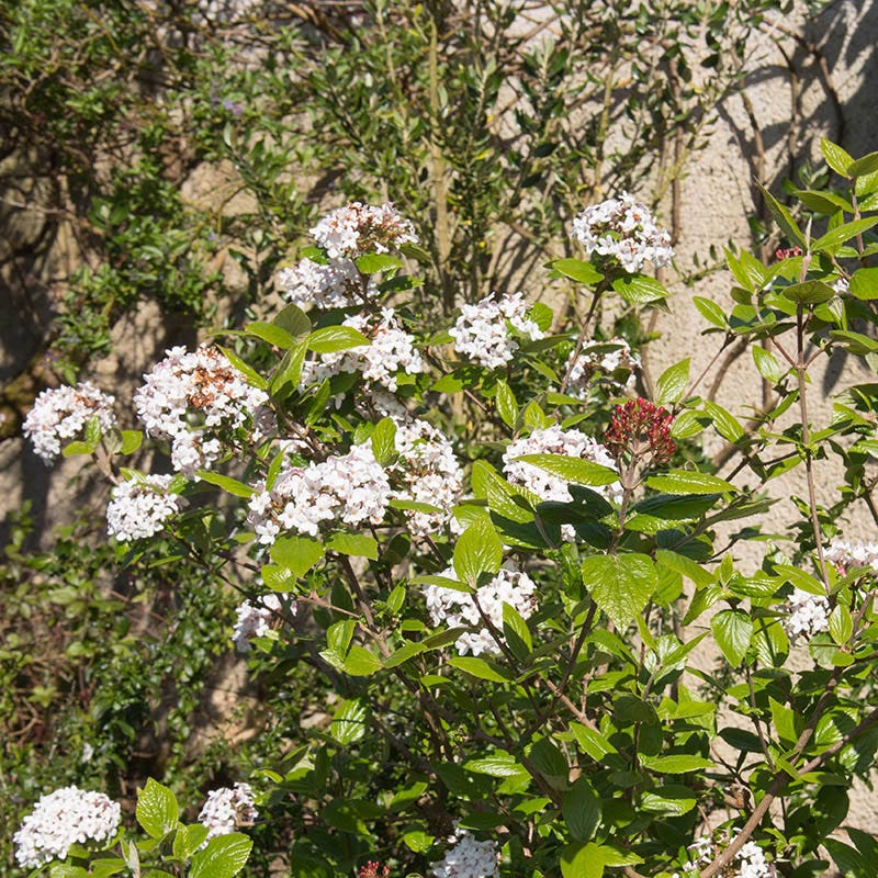 Mohawk Viburnum - Thumbnail 2