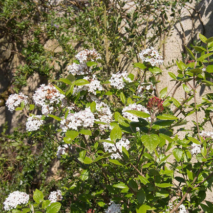 Mohawk Viburnum