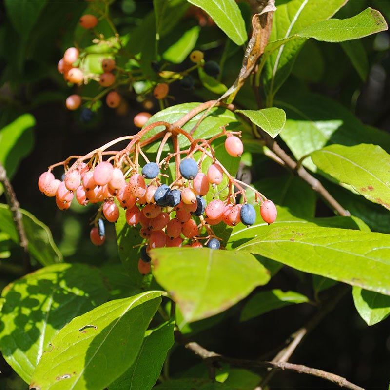 Winterthur Smooth Viburnum