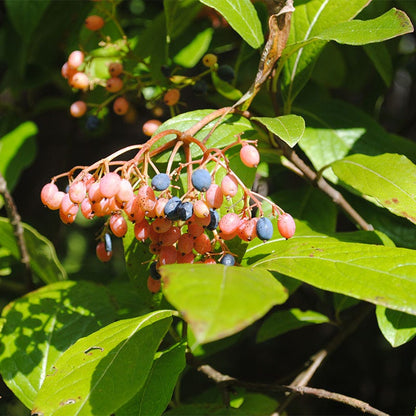Winterthur Smooth Viburnum