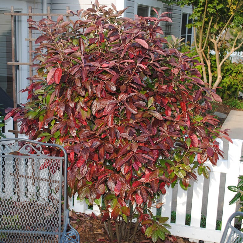 Winterthur Smooth Viburnum