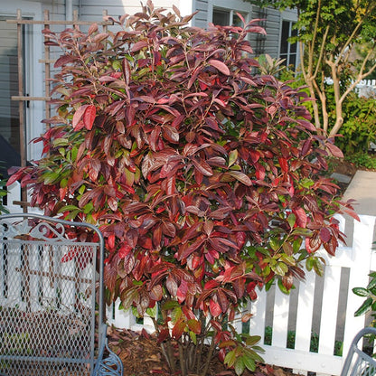 Winterthur Smooth Viburnum
