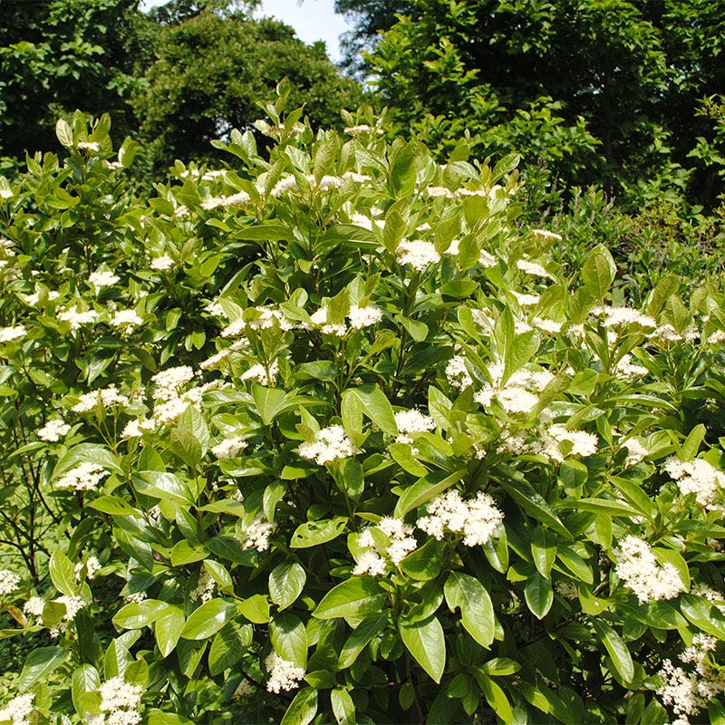 Winterthur Smooth Viburnum