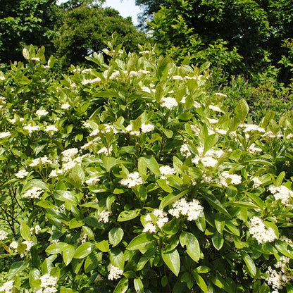 Winterthur Smooth Viburnum