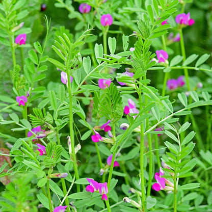 Common Vetch Seeds