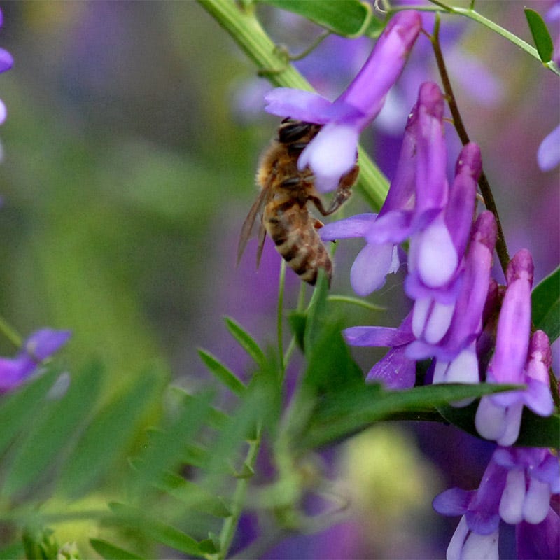 Hairy Vetch Seeds