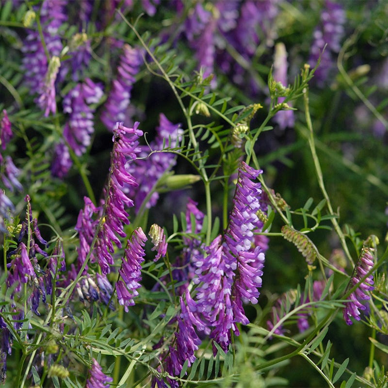 Pollinator Cover Crop Seed Mix