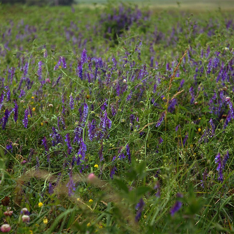 Hairy Vetch Seeds