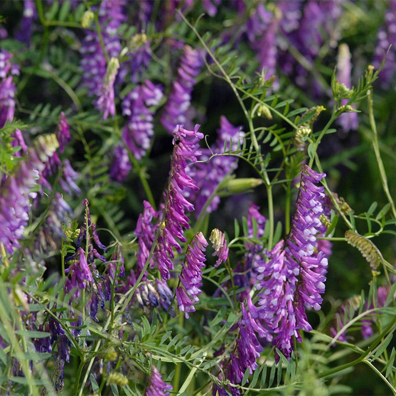 Hairy Vetch Seeds
