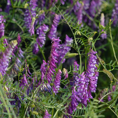 Hairy Vetch Seeds