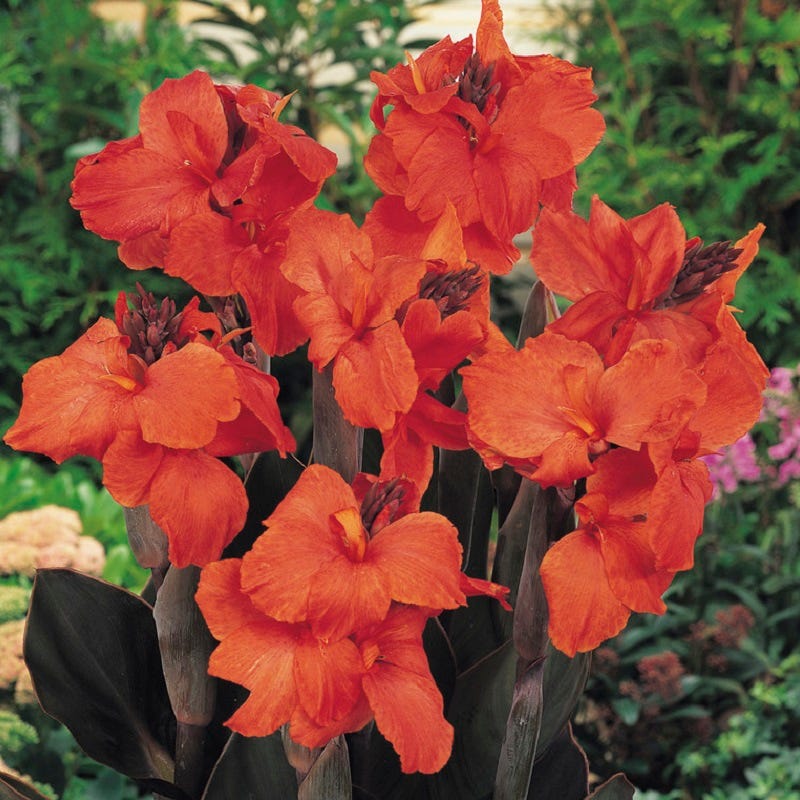 Orange Chocolate Canna Lily, Canna indica | American Meadows