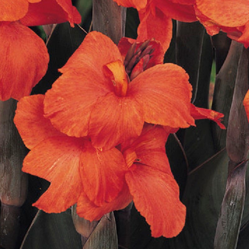 Orange Chocolate Canna Lily