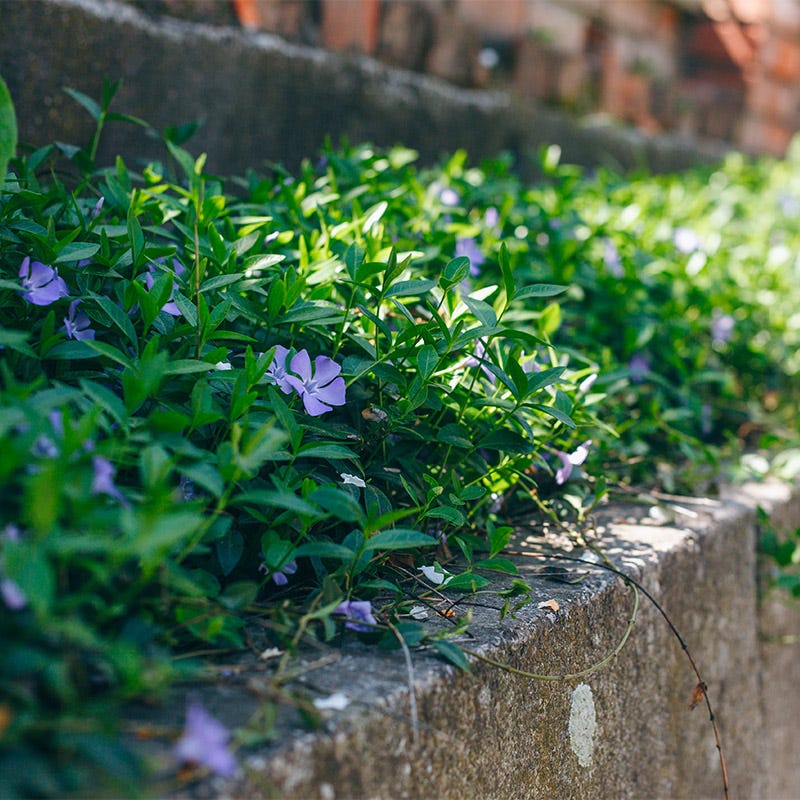 American Meadows Vinca Plant