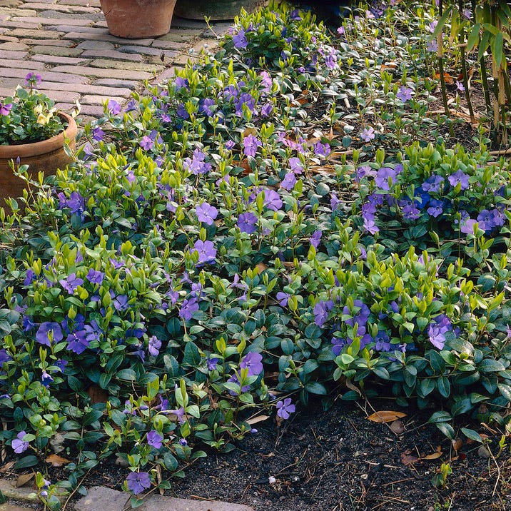 periwinkle house plant Vinca | Purple | Plant