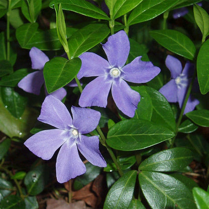 Vinca