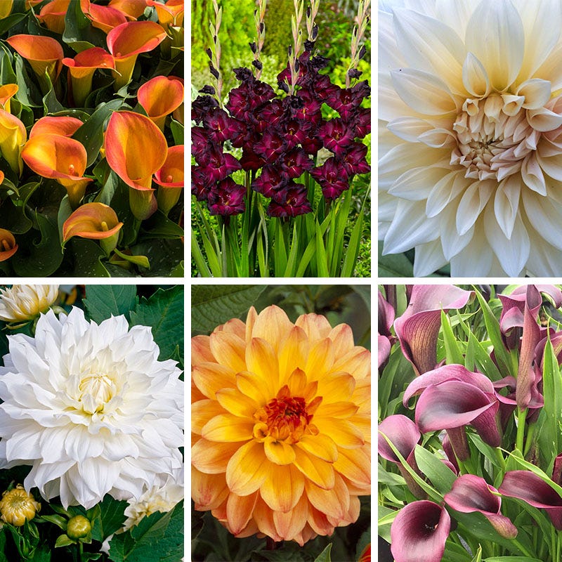 Vintage Bouquet Bulb Collection