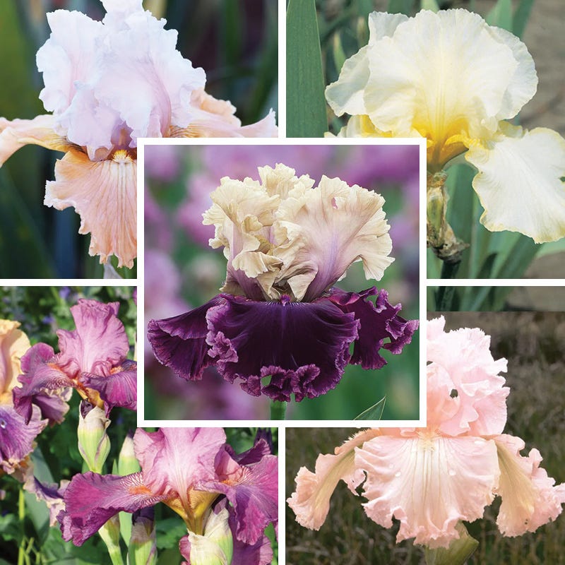 Vintage Ruffles Bearded Iris Collection