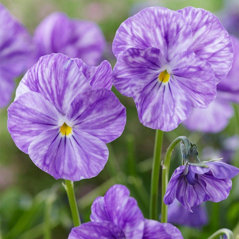 Columbine Tufted Violet