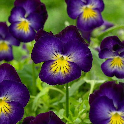 Halo Violet Tufted Violet