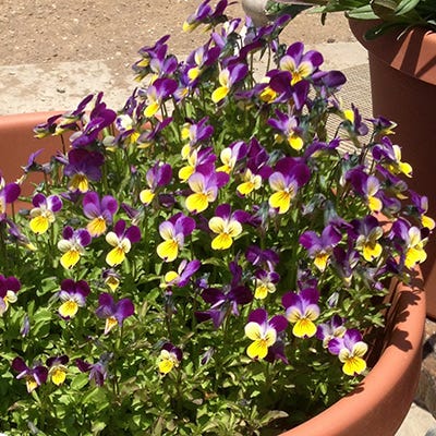 Johnny Jump Up Seeds