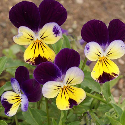 johnnys flower seeds Johnny Jump Up Seeds | Yellow/Purple