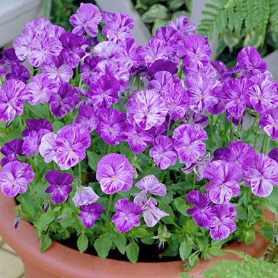 Columbine Tufted Violet